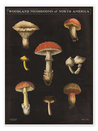 Póster  Mushroom Card II