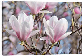 Lienzo  magnolia blossom - Atteloi