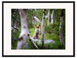 Impresión de arte enmarcada  Fox in springtime - Dieter Meyrl