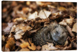 Lienzo  Sleeping baby hedgehog - Dieter Meyrl