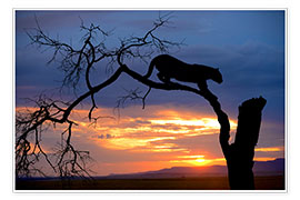 Póster Leopardo escalada en la puesta de sol