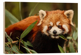 Cuadro de madera  Panda rojo en wolong - Jim Zuckerman