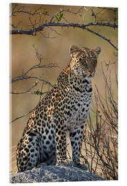 Cuadro de metacrilato  Leopardo posado en su roca - James Hager