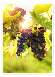 Póster Bunch of black grapes on the vine