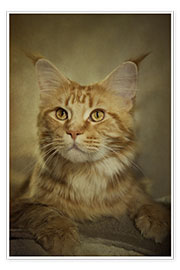 Póster Maine Coon