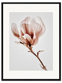 Impresión de arte enmarcada  Magnolia floreciente - Magda Izzard