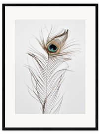 Impresión de arte enmarcada  Pluma de pavo real - Magda Izzard