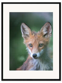 Impresión de arte enmarcada  Little fox - articstudios